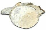 Fossil Whale Thoracic/Lumbar Vertebra - Yorktown Formation #362085-2